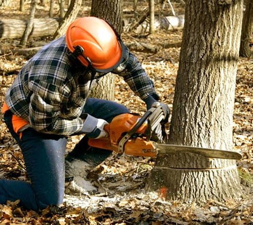 Tree Removal in South Royalton, VT